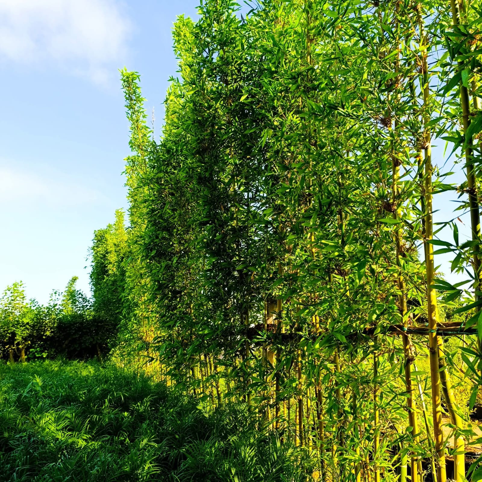 Haie de bambou géant Bambusa oldhamii en pépinière Belkora